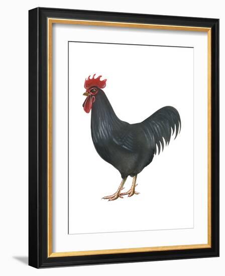 Rhode Island Red (Gallus Gallus Domesticus), Rooster, Poultry, Birds-Encyclopaedia Britannica-Framed Art Print