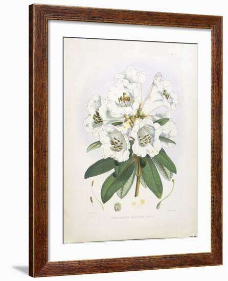 Rhodedendrum Dalhousie-Porter Design-Framed Premium Giclee Print