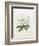 Rhodedendrum Dalhousie-Porter Design-Framed Giclee Print