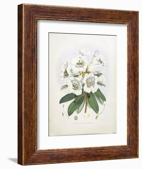 Rhodedendrum Dalhousie-Porter Design-Framed Giclee Print