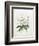 Rhodedendrum Dalhousie-Porter Design-Framed Giclee Print