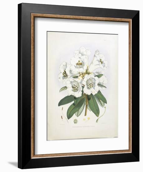 Rhodedendrum Dalhousie-Porter Design-Framed Giclee Print