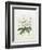 Rhodedendrum Dalhousie-Porter Design-Framed Giclee Print