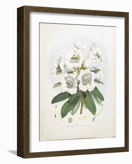 Rhodedendrum Dalhousie-Porter Design-Framed Premium Giclee Print