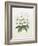 Rhodedendrum Dalhousie-Porter Design-Framed Giclee Print