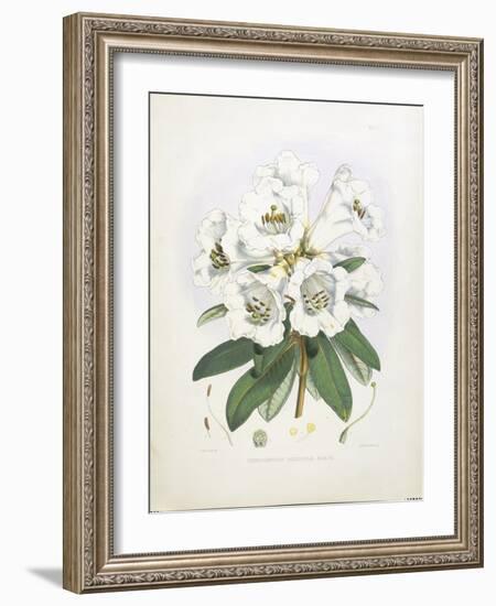 Rhodedendrum Dalhousie-Porter Design-Framed Giclee Print