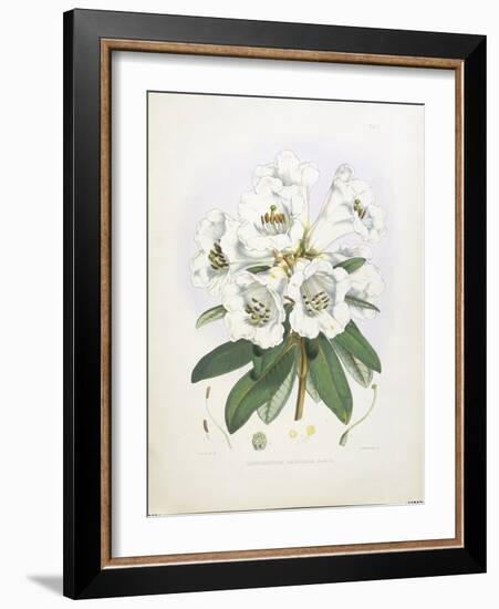 Rhodedendrum Dalhousie-Porter Design-Framed Giclee Print