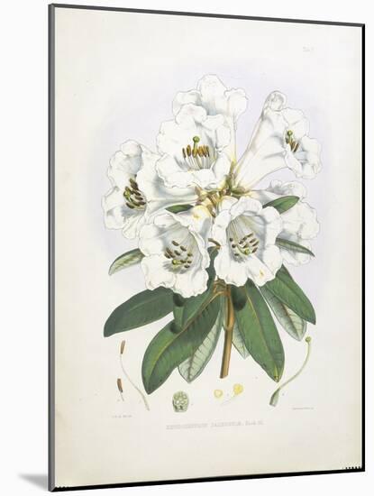 Rhodedendrum Dalhousie-Porter Design-Mounted Giclee Print