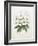 Rhodedendrum Dalhousie-Porter Design-Framed Giclee Print