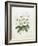 Rhodedendrum Dalhousie-Porter Design-Framed Giclee Print