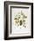 Rhodedendrum Edgeworthi-Porter Design-Framed Giclee Print