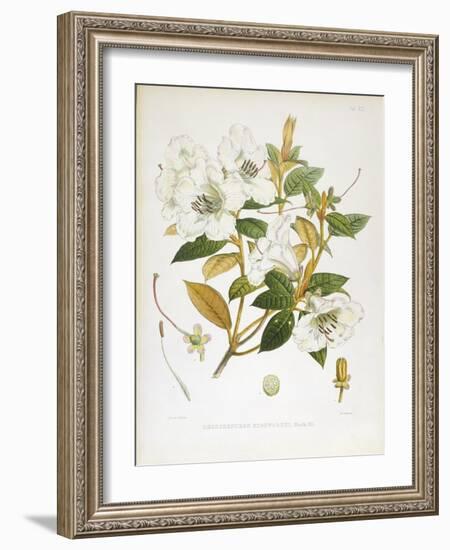 Rhodedendrum Edgeworthi-Porter Design-Framed Giclee Print