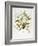 Rhodedendrum Edgeworthi-Porter Design-Framed Giclee Print