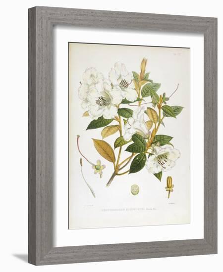 Rhodedendrum Edgeworthi-Porter Design-Framed Giclee Print