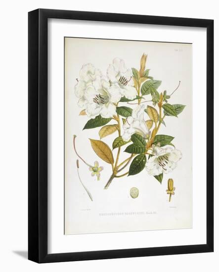 Rhodedendrum Edgeworthi-Porter Design-Framed Giclee Print