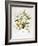 Rhodedendrum Edgeworthi-Porter Design-Framed Giclee Print