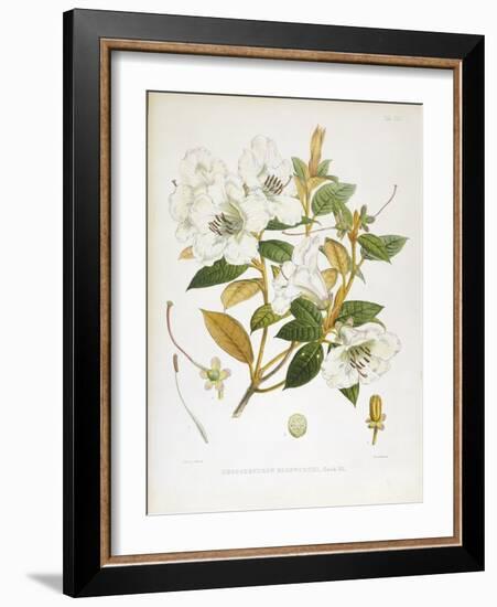 Rhodedendrum Edgeworthi-Porter Design-Framed Giclee Print