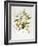 Rhodedendrum Edgeworthi-Porter Design-Framed Giclee Print