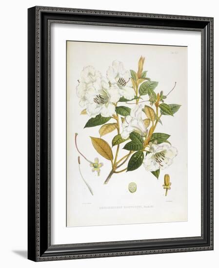 Rhodedendrum Edgeworthi-Porter Design-Framed Giclee Print