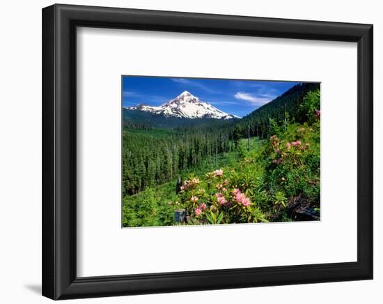 Rhodendron flowers blooming on plant with mountain range in the background, Mt Hood, Lolo Pass,...-null-Framed Photographic Print