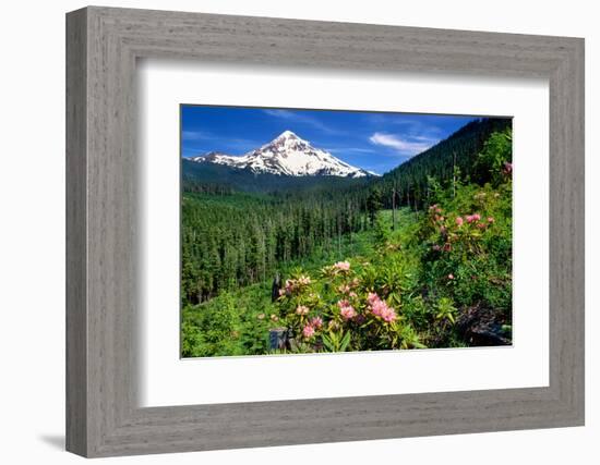 Rhodendron flowers blooming on plant with mountain range in the background, Mt Hood, Lolo Pass,...-null-Framed Photographic Print