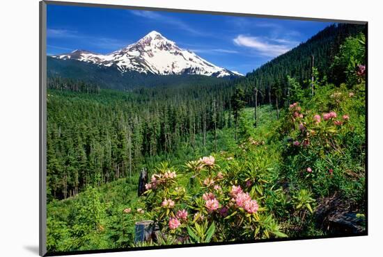 Rhodendron flowers blooming on plant with mountain range in the background, Mt Hood, Lolo Pass,...-null-Mounted Photographic Print