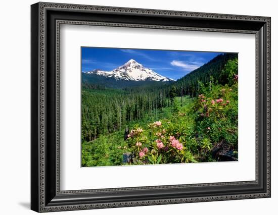 Rhodendron flowers blooming on plant with mountain range in the background, Mt Hood, Lolo Pass,...-null-Framed Photographic Print