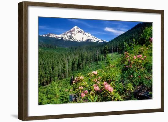 Rhodendron flowers blooming on plant with mountain range in the background, Mt Hood, Lolo Pass,...-null-Framed Photographic Print