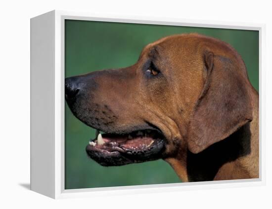 Rhodesian Ridgeback Profile-Adriano Bacchella-Framed Premier Image Canvas