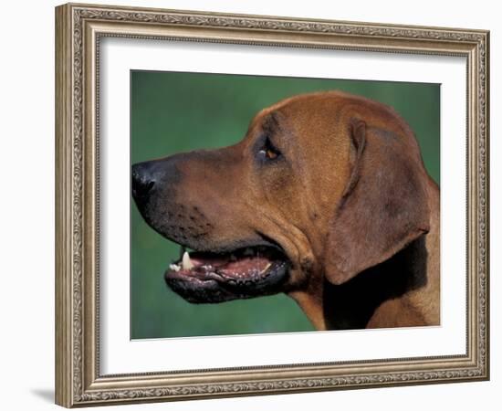 Rhodesian Ridgeback Profile-Adriano Bacchella-Framed Photographic Print