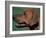 Rhodesian Ridgeback Profile-Adriano Bacchella-Framed Photographic Print