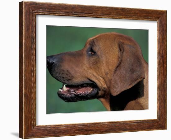 Rhodesian Ridgeback Profile-Adriano Bacchella-Framed Photographic Print