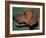 Rhodesian Ridgeback Profile-Adriano Bacchella-Framed Photographic Print