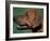 Rhodesian Ridgeback Profile-Adriano Bacchella-Framed Photographic Print