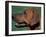 Rhodesian Ridgeback Profile-Adriano Bacchella-Framed Photographic Print