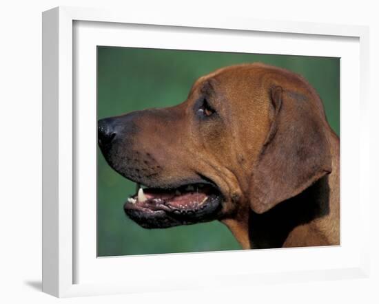 Rhodesian Ridgeback Profile-Adriano Bacchella-Framed Photographic Print