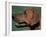 Rhodesian Ridgeback Profile-Adriano Bacchella-Framed Photographic Print