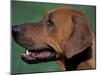 Rhodesian Ridgeback Profile-Adriano Bacchella-Mounted Photographic Print