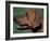 Rhodesian Ridgeback Profile-Adriano Bacchella-Framed Photographic Print