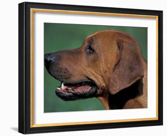 Rhodesian Ridgeback Profile-Adriano Bacchella-Framed Photographic Print