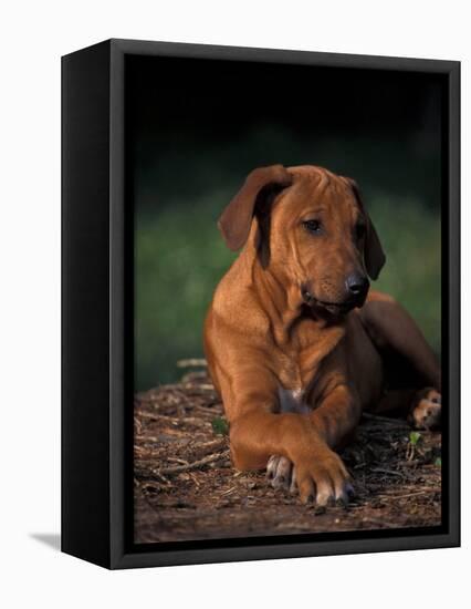 Rhodesian Ridgeback Puppy with Front Paws Crossed-Adriano Bacchella-Framed Premier Image Canvas