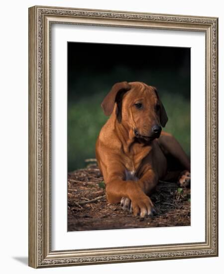 Rhodesian Ridgeback Puppy with Front Paws Crossed-Adriano Bacchella-Framed Photographic Print