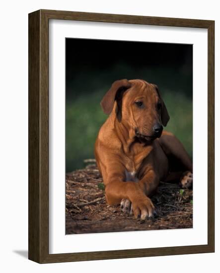 Rhodesian Ridgeback Puppy with Front Paws Crossed-Adriano Bacchella-Framed Photographic Print