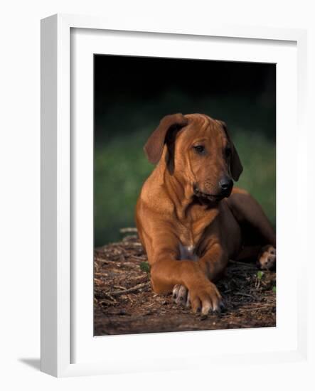 Rhodesian Ridgeback Puppy with Front Paws Crossed-Adriano Bacchella-Framed Photographic Print