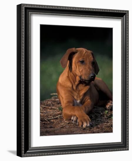 Rhodesian Ridgeback Puppy with Front Paws Crossed-Adriano Bacchella-Framed Photographic Print