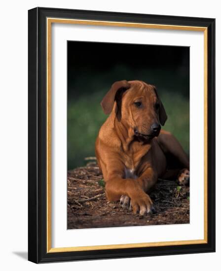 Rhodesian Ridgeback Puppy with Front Paws Crossed-Adriano Bacchella-Framed Photographic Print