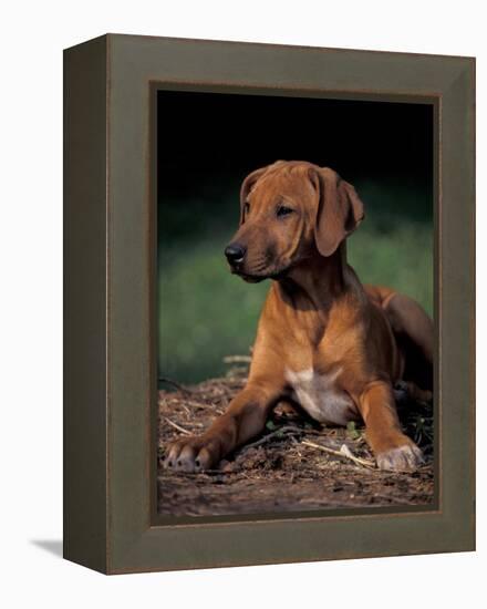 Rhodesian Ridgeback Puppy-Adriano Bacchella-Framed Premier Image Canvas