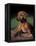 Rhodesian Ridgeback Puppy-Adriano Bacchella-Framed Premier Image Canvas