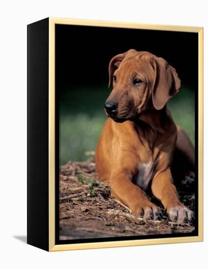 Rhodesian Ridgeback Puppy-Adriano Bacchella-Framed Premier Image Canvas