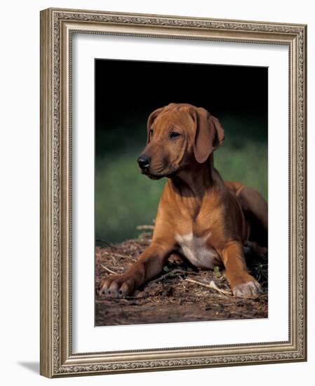 Rhodesian Ridgeback Puppy-Adriano Bacchella-Framed Photographic Print